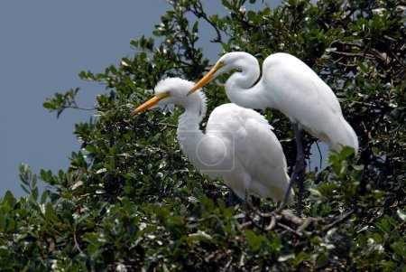 Great white egrets at marshland Florida, USA.