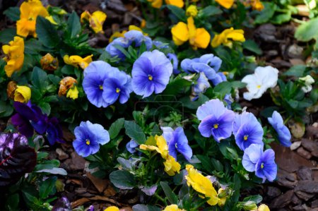 Photo for Vibrant yellow and blue pansy flowers at garden area - Royalty Free Image