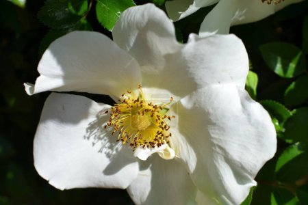 Photo for Beautiful white Cherokee rose flowers at garden. - Royalty Free Image