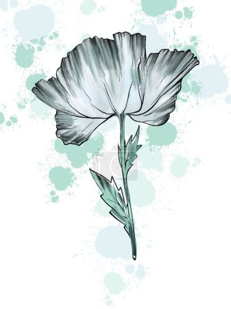 Photo for Matilija Poppy Flower. Hand drawn digital image on blobs background - Royalty Free Image