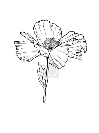 Illustration for White poppy flower. Isolated flower as a design element. Hand drawn sketch style. Line art. Ink drawing. Vector illustration. Tattoo design. - Royalty Free Image