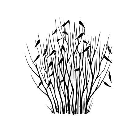 Illustration for Leafless winter bush. Hand drawn sketch. Line art. Black and white design element on white background. Isolated. Tattoo image. - Royalty Free Image