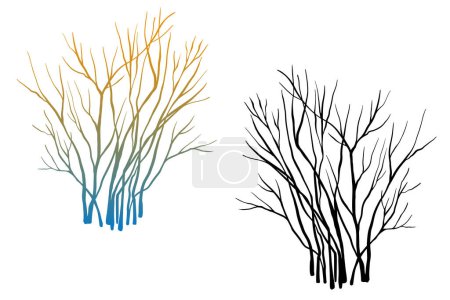 Illustration for Leafless winter bush. Hand drawn colourful sketch. Line art. Black and white design element on white background. Isolated. Tattoo image. - Royalty Free Image