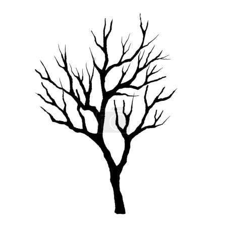 Illustration for Leafless winter tree. Hand drawn sketch. Line art. Black and white design element on white background. Isolated. Tattoo image - Royalty Free Image