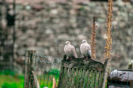 Téléchargez les photos : Deux pigeons perchés sur une chaise de jardin en bois - en image libre de droit