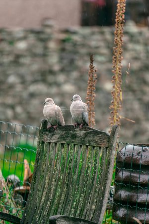 Téléchargez les photos : Deux pigeons sur le dossier d'une chaise de jardin en bois - en image libre de droit