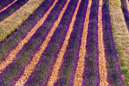 Téléchargez les photos : Fleurs de lavande fleurissant champs en rangées. Paysage estival. Provence en France, Europe. - en image libre de droit
