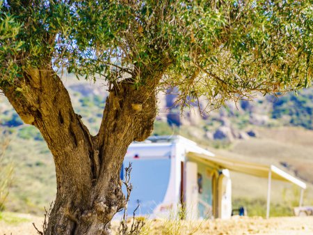 Spanish nature landscape. Old olive tree on hill and caravan vehicles camping in distance. Guadalhorce Reservoir, Malaga province in Andalusia Spain.
