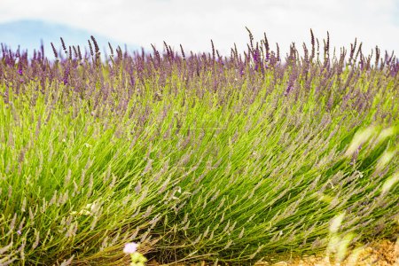 Lavender field in bloom Provence in France. Flowering season.