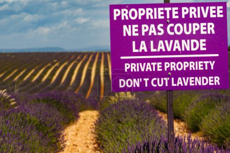 Sign indicating privacy at flower field, board with french text private, do not cut lavender. Provence in France. Flowering season.