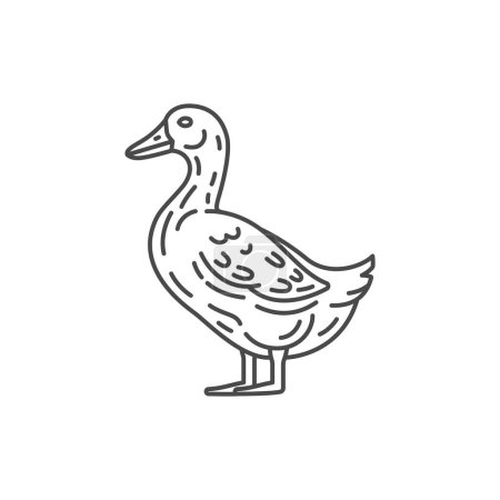 Ilustración de Granja animal pato línea icono de diseño. Ilustración de pato. Animal doméstico icono vector accidente cerebrovascular editable. Icono de línea de pato - Imagen libre de derechos