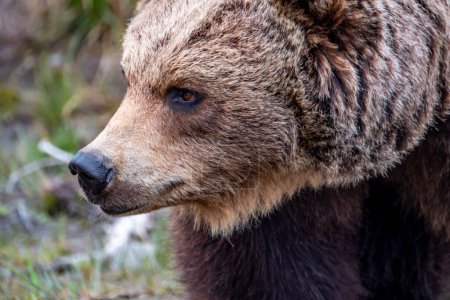 Téléchargez les photos : Gros plan gros ours brun dans la forêt printanière
. - en image libre de droit