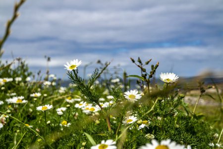 Photo for Chamomile growing at Storm Beach by Carrowhubbuck North Carrownedin close to Inishcrone, Enniscrone in County Sligo, Ireland. - Royalty Free Image