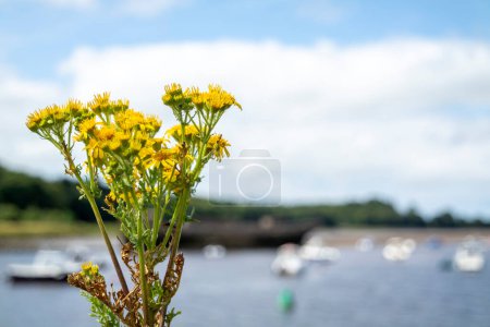Téléchargez les photos : Ragwort commun croissant dans le port de Ballina dans le comté de Mayo - République d'Irlande. - en image libre de droit
