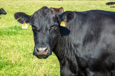 Photo for Black cow in County Mayo - Republic of Ireland. - Royalty Free Image