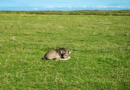 Téléchargez les photos : Veau dormant sur la prairie verte en Irlande. - en image libre de droit
