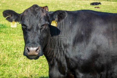Foto de Vaca negra en el condado de Mayo - República de Irlanda. - Imagen libre de derechos