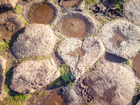 Téléchargez les photos : L'une des 40000 colonnes de basalte entrelacées de la Chaussée des Géants a la forme d'un cœur - Bushmills en Irlande du Nord, Royaume-Uni. - en image libre de droit