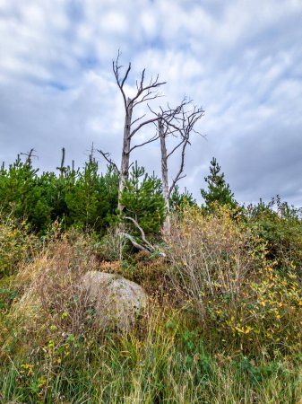 Photo for Dead tree in peatbog in County Donegal, Ireland. - Royalty Free Image