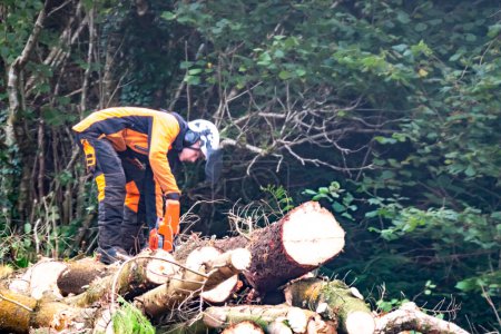 Téléchargez les photos : PORTNOO, CPUNTY DONEGAL, IRLANDE - 19 OCTOBRE 2022 : Travailleurs abattant et déchiquetant arbres, arbustes et buissons - en image libre de droit