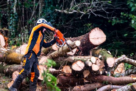 Téléchargez les photos : Travailleurs abattant et déchiquetant des arbres, arbustes et buissons. - en image libre de droit