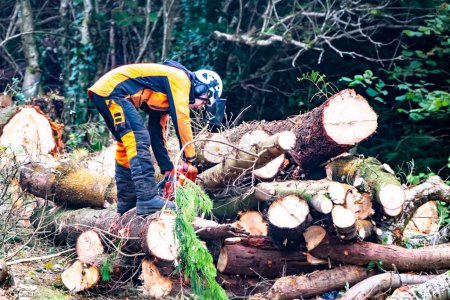 Foto de PORTNOO, CPUNTY DONEGAL, IRLANDA - 19 DE OCTUBRE DE 2022: Trabajadores talando y triturando árboles, arbustos y arbustos - Imagen libre de derechos