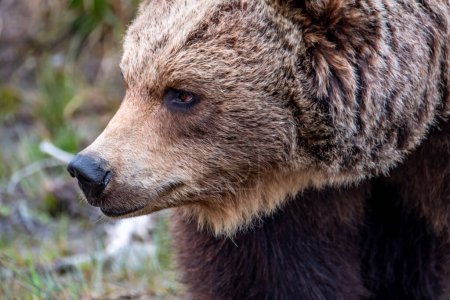 Foto de Cerca de oso marrón grande en el bosque de primavera
. - Imagen libre de derechos