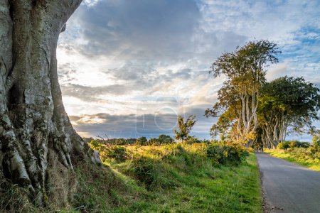 Photo for The Dark Hedges tree tunnel in Ballymoney, Northern Ireland, UK - Royalty Free Image