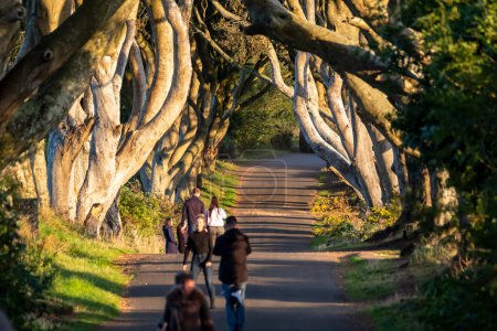 Téléchargez les photos : BALLYMONEY, ROYAUME-UNI - 18 SEPTEMBRE 2022 : Des touristes visitent le tunnel d'arbres Dark Hedges à Ballymoney, en Irlande du Nord. - en image libre de droit