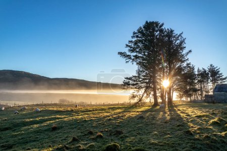Téléchargez les photos : Beaux arbres dans le brouillard dans le comté de Donegal - Irlande. - en image libre de droit