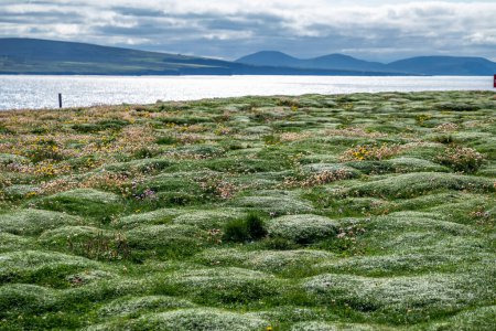 Foto de Beautiful bumpy grass at Downpatrick Head In County Mayo - Ireland. - Imagen libre de derechos