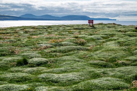 Téléchargez les photos : Beautiful bumpy grass at Downpatrick Head In County Mayo - Ireland. - en image libre de droit