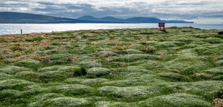 Téléchargez les photos : Belle herbe cahoteuse à Downpatrick Head dans le comté de Mayo - Irlande. - en image libre de droit