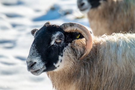 Téléchargez les photos : Cluse up of Blackface Moutons dans la neige en Irlande. - en image libre de droit