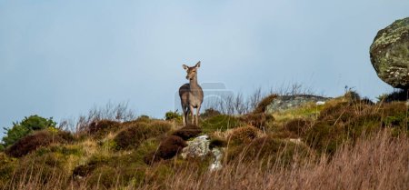 Foto de Ciervo rojo en Castlegoland por Portnoo, Condado de Donegal, Irlanda. - Imagen libre de derechos