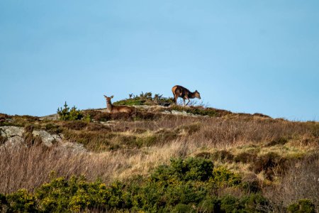 Photo for Red Deer on Castlegoland by Portnoo, County Donegal, Ireland. - Royalty Free Image