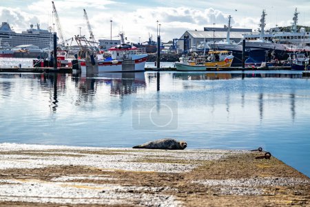 Téléchargez les photos : KILLYBEGS, IRLANDE - 24 SEPTEMBRE 2022 : Sceau reposant sur une jetée dans le port. - en image libre de droit