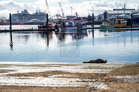 Foto de KILLYBEGS, IRLANDA - 24 DE SEPTIEMBRE DE 2022: Sello que descansa en el muelle del puerto. - Imagen libre de derechos
