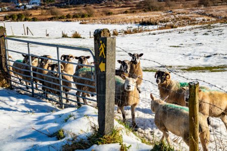 Photo for Flock of sheep at a snow covered meadow in County Donegal - Ireland. - Royalty Free Image