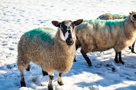 Téléchargez les photos : Troupeau de moutons dans une prairie enneigée du comté de Donegal - Irlande. - en image libre de droit
