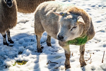 Foto de Rebaño de ovejas en un prado cubierto de nieve en el Condado de Donegal - Irlanda. - Imagen libre de derechos