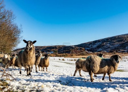 Photo for Flock of sheep at a snow covered meadow in County Donegal - Ireland. - Royalty Free Image