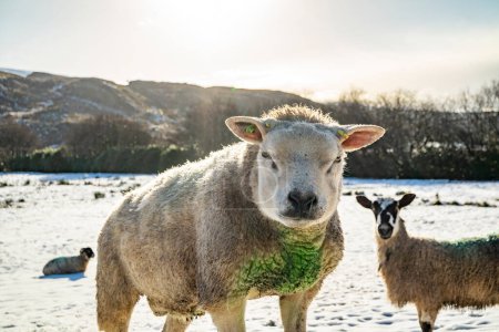Téléchargez les photos : Texel moutons dans une prairie enneigée dans le comté de Donegal - Irlande. - en image libre de droit