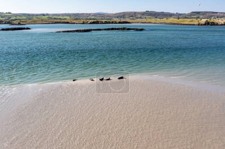 Téléchargez les photos : Phoques nageant et se reposant dans la baie de Gweebarra - Comté de Donegal, Irlande. - en image libre de droit
