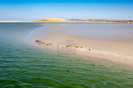 Téléchargez les photos : Phoques nageant et se reposant dans la baie de Gweebarra - Comté de Donegal, Irlande. - en image libre de droit