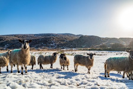 Foto de Rebaño de ovejas en un prado cubierto de nieve en el Condado de Donegal - Irlanda. - Imagen libre de derechos