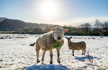 Foto de Texel sheep en un prado cubierto de nieve en el Condado de Donegal - Irlanda. - Imagen libre de derechos