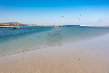 Photo for Oyster catcher in Gweebarra bay in County Donegal, Republic of Ireland. - Royalty Free Image
