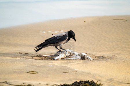 Foto de Cuervo comiendo una gaviota en una playa de arena en Irlanda. - Imagen libre de derechos