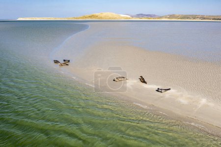 Seals swimming and and resting at Gweebarra bay - County Donegal, Ireland.